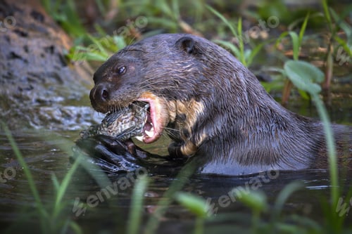 Preview: Closeup of a giant otter eating fish in a pond in Pantanal, Brazil