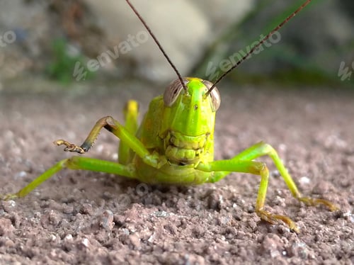 Preview: Close-up of a Green Grasshopper on the Ground