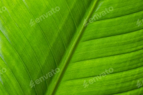 Preview: Fresh green plant leave texture pattern