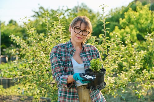 Preview: Woman fertilizing boxwood bush in pot with mineral fertilizers
