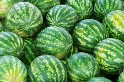 Preview: Ripe watermelons with a green striped rind