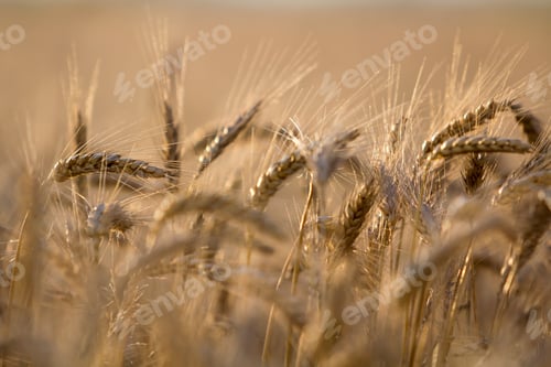 Preview: Close-up of warm colored golden yellow ripe focused wheat heads