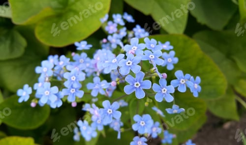 Preview: Small blue flowers of Forget-me-nots in park