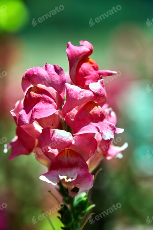 Preview: Pink flowers growing in a flowerbed