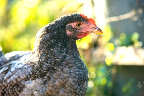 Preview: Hens feed on traditional rural barnyard.