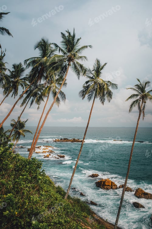 Preview: Palm Trees Leaning over Turquoise Ocean Waters