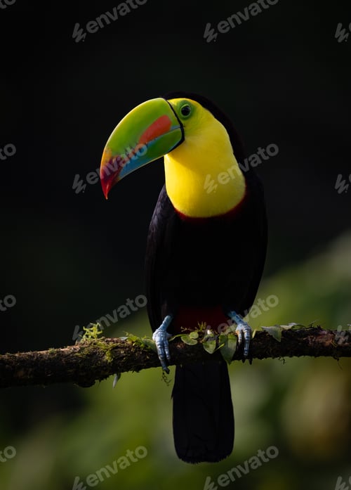 Preview: Keel-billed Toucan in Costa Rica