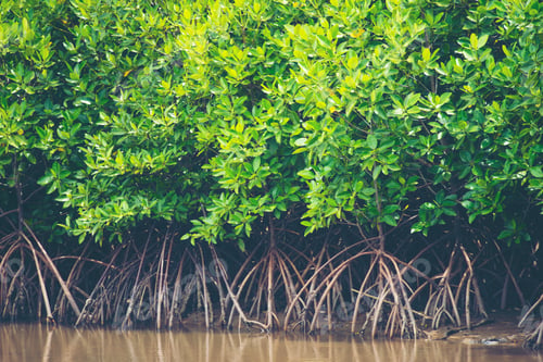 Preview: the mangrove forest, tropical forest in Thailand