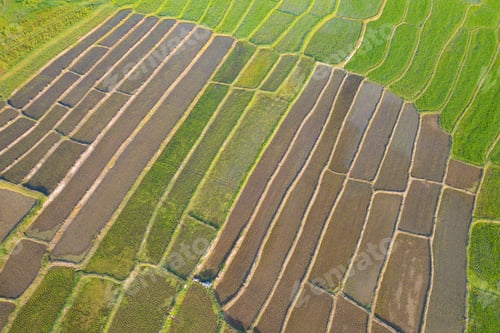 Preview: Fresh paddy rice, green agricultural field in countryside or rural area in Asia. Nature landscape.