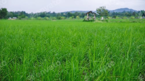 Preview: Rice trees and wooden hut in the field