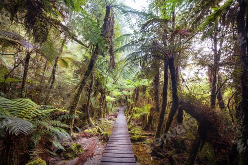 Preview: New Zealand forest