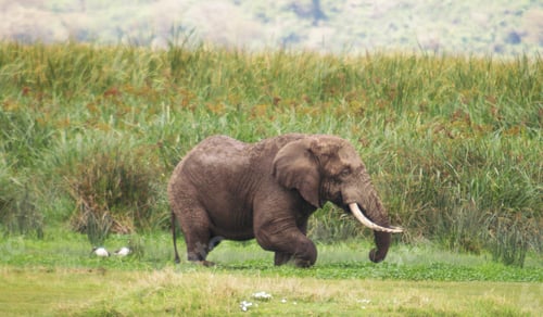 Preview: A Best wildlife tours in the world