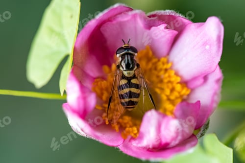 Preview: Bee perched atop a vibrant flower, surrounded by a flurry of golden pollen particles