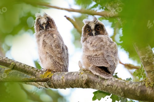 Preview: Juvenile long-eared owl (Asio otus)