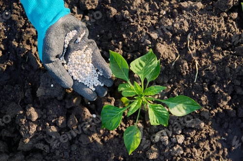 Preview: Close up of mineral fertilizers in hands, fertilizing sweet bell pepper plant