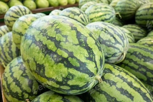 Preview: Watermelon Stacked On The Marketplace At Taiwan