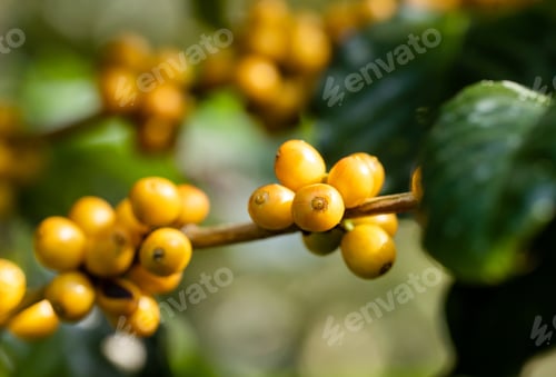 Preview: Coffee beans ripening on tree in North of thailand