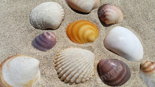 Preview: Sea shells on the sand background