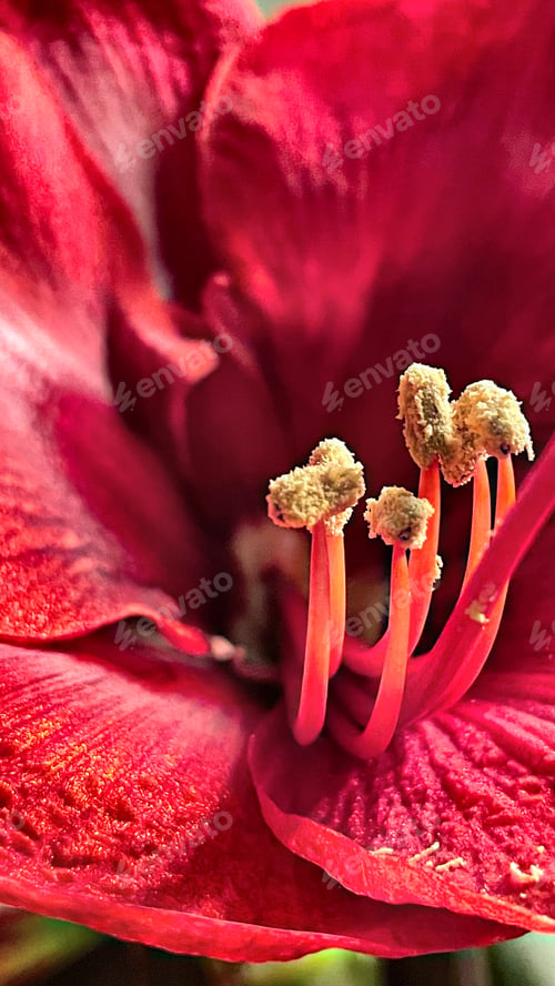 Preview: Extreme closeup of blooming red Amaryllis