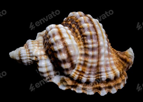 Preview: Distorsio Anus Shell on Black Background