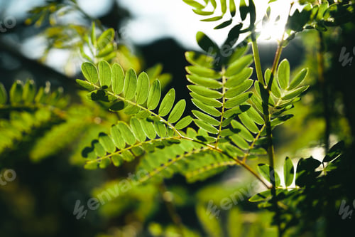 Preview: fresh green leaves in summer nature
