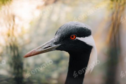 Preview: Demoiselle Crane close portrait