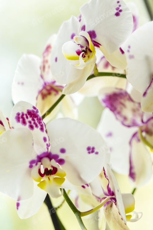 Preview: Branch of blooming pink orchid close up