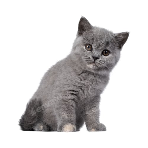 Preview: cat, kitten, pet, isolate