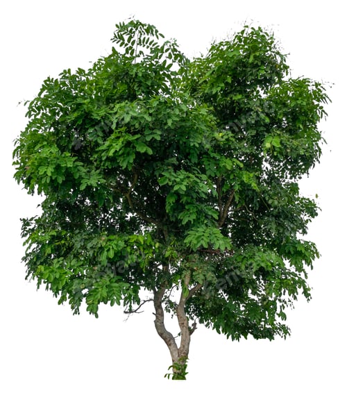 Preview: tree removed oriiginal background isolated on white background