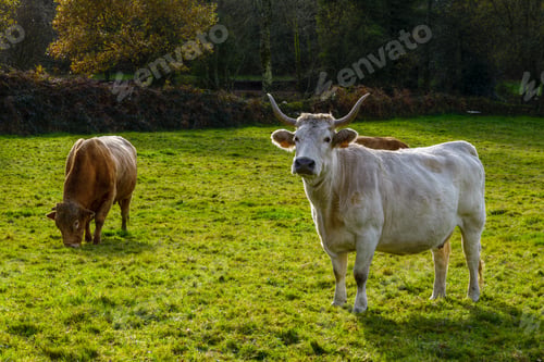 Preview: White cow and brown bull