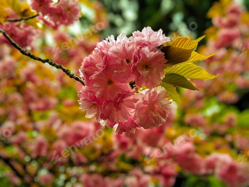 Preview: Pink Flowers Blooming in Springtime