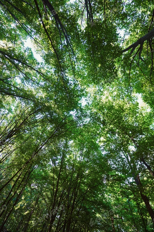 Preview: Beautiful green softwood park in sunny weather