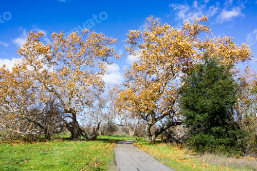 Preview: Paved trail going through a western sycamore
