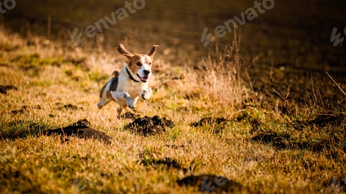 Preview: Dirty Dog Beagle running fast and jumping with tongue out through field in a spring