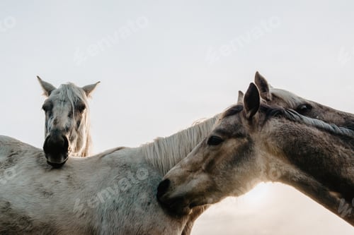Preview: Funny horses on meadow