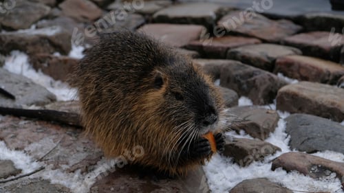Preview: /NOMINATED/ Nutria eats carrots.