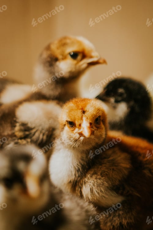 Preview: Baby chicks in the house
