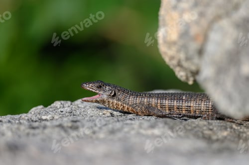 Preview: A giant plated lizard, Gerrhosaurus validus, lies on a rock, mouth open, looking out of frame