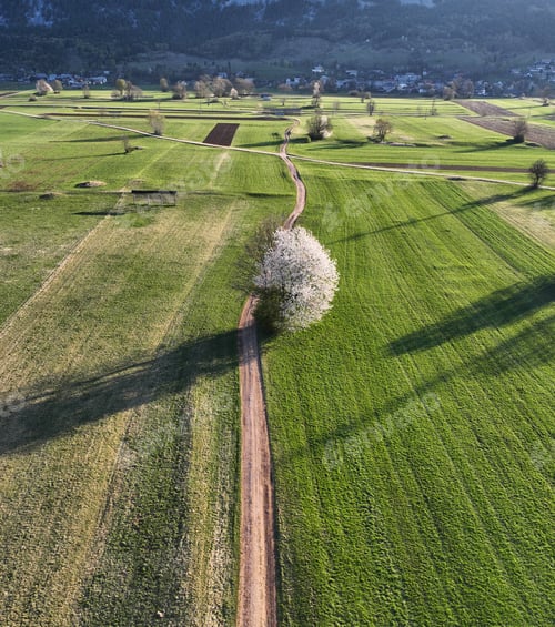 Preview: Spring tree
