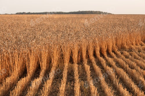 Preview: Close up of ripe wheat ears. Beautiful backdrop of ripening ears of golden field.
