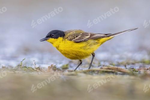 Preview: Western Yellow Wagtail bird foraging in lake