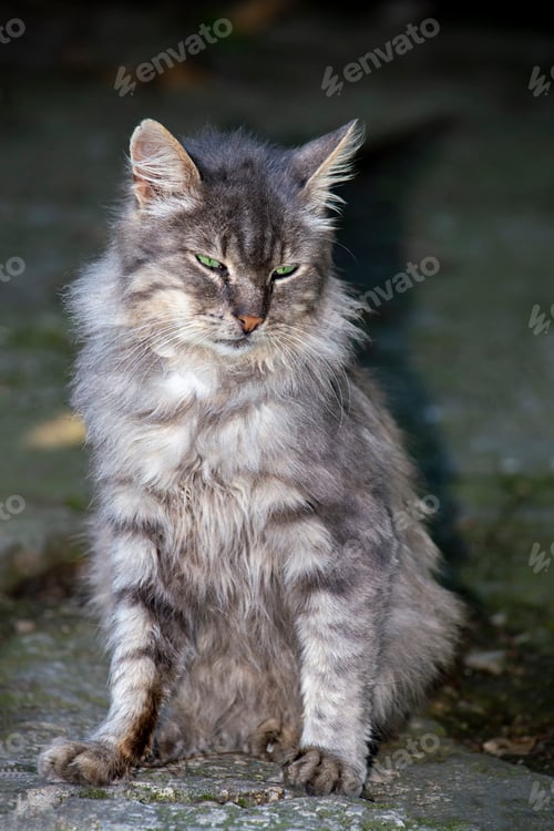 Preview: Grey striped cat. In nature in full growth sitting. View from the front.