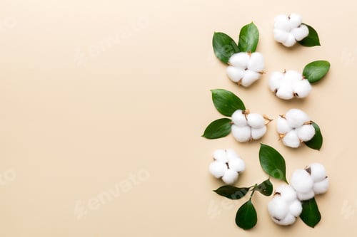Preview: Autumn Floral Flat lay background composition. Dried white fluffy cotton flower branch