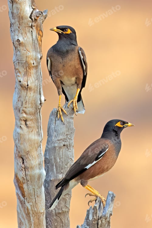 Preview: Common or Indian mynas in a tree