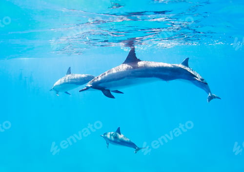 Preview: dolphins swimming underwater