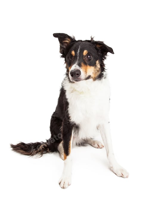 Preview: Young Border Collie Mix Sitting