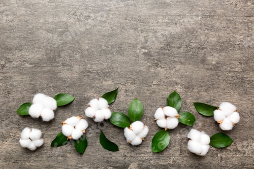 Preview: Autumn Floral Flat lay background composition. Dried white fluffy cotton flower branch