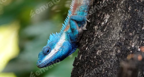 Preview: Blue crested lizard perched on a tree in a lush tropical environment, basking in the warm sunlight