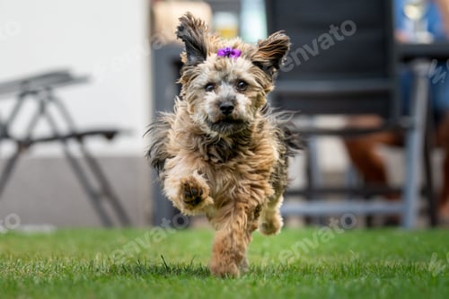 Preview: Horizontal image of a Yorkshire Terrier with little purple bow running on green grass