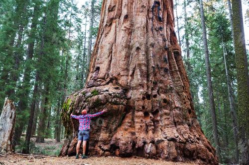 Preview: Sequoia